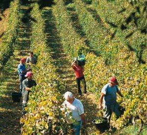 Gavi: il Gavi docg cresce e si impone sui mercati
