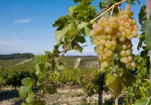 Domenica golosa con il mercatino di Slow Food