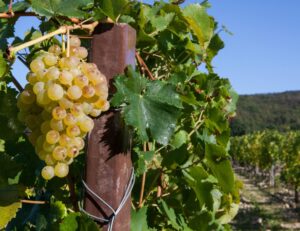 Vendemmia a partire dal 20 settembre: il Gavi torna alla tradizione