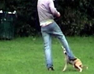Calci e strattoni al proprio cane, denunciato