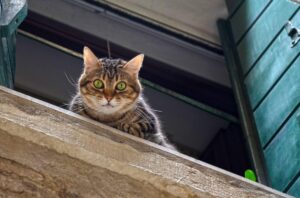 Rettili e gatti, l’insolita accoppiata al centro fieristico