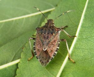 Cimice asiatica: danni in tutto il Piemonte