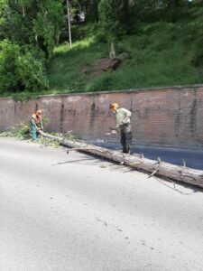 Albero sradicato, via Oneto chiusa (e già riaperta) per la rimozione