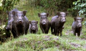 Peste suina: nessun nuovo contagio in Piemonte, uno in Liguria