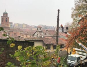 Taglio alberi nel viale: “A rischio crollo, ma li rimetteremo”