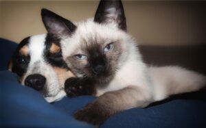 Agli animali anche farmaci “umani”