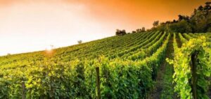Dal Nebbiolo all’Ovada Docg:  le capacità di invecchiamento dei vitigni