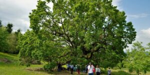 L’albero della Conoscenza: un viaggio alle nostre radici