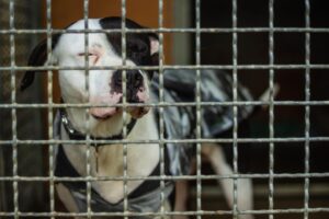 Animali, botti senza danni: «Forse il messaggio è stato recepito»