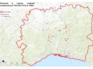 Peste suina, le proposte di Legambiente per superare l’emergenza