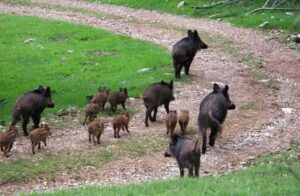 Peste suina, altri due casi in provincia: ad Arquata e Montaldeo