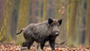 Peste suina, attività outdoor: ufficiali le deroghe