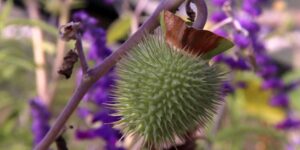 Macrofotografia, al giardino botanico Spinarosa natura e lezioni