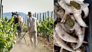 Vini biologici e biodinamici, due realtà a confronto
