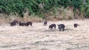 Cinghiali e peste suina, Coldiretti Piemonte: “Serve aumentare il depopolamento”