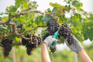 Vendemmia, IoLavoro cerca 50 persone