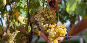 Gavi Docg, vendite record. «E per il vino sarà un’ottima annata»