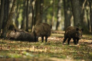 Peste suina, stop alla caccia: i sindaci firmano le ordinanze