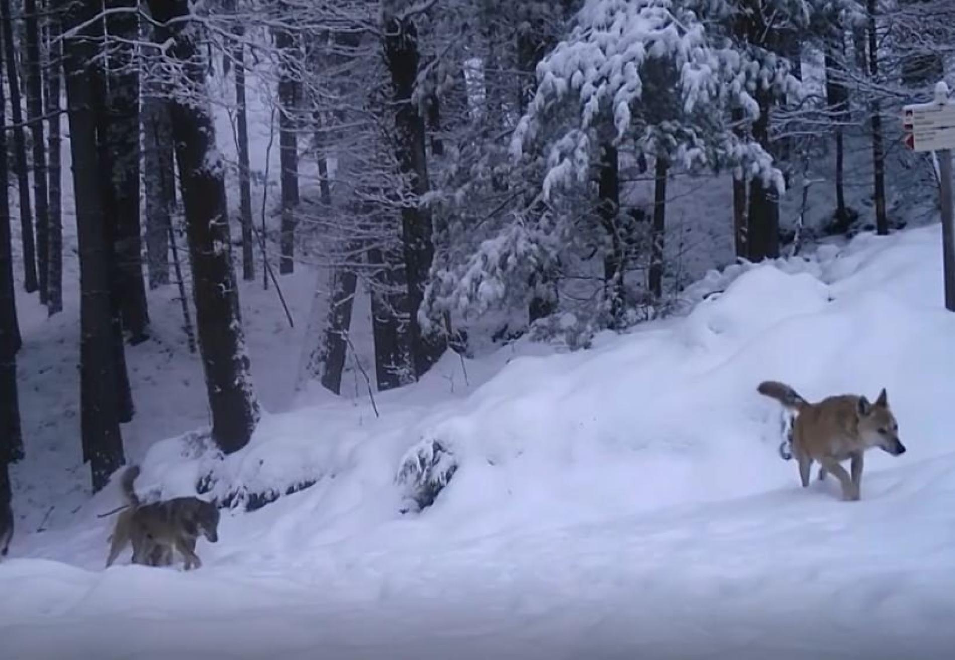 Coppia di lupi filmati a Predosa dopo l’attacco al vitello