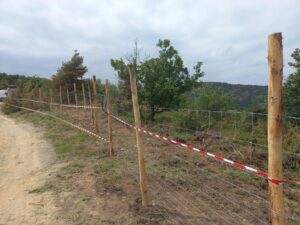 Peste Suina: cinquanta sindaci chiedono un incontro urgente