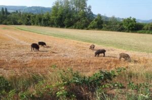 Peste suina: nuovo caso a Sant’Agata Fossili, nel Novese