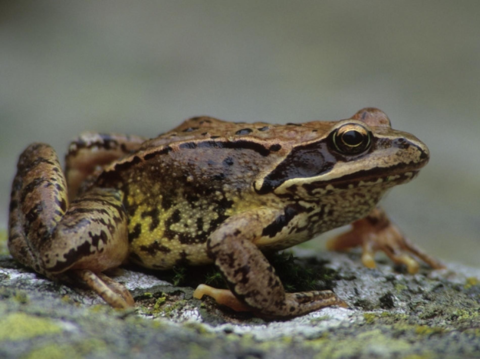 Save the Frogs! A Voltaggio un evento per conoscere gli anfibi