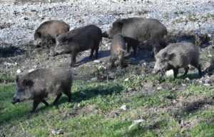 Confagricoltura: “Peste suina, la Regione acceleri il depopolamento”