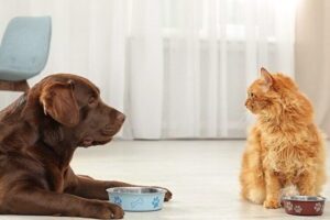 Novi e Arquata, a cena per aiutare i nostri amici animali