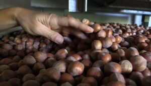 “Nocciole, i primi prezzi non soddisfano i produttori”
