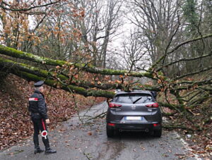 Novese, cade l’albero sull’auto in corsa: tragedia sfiorata