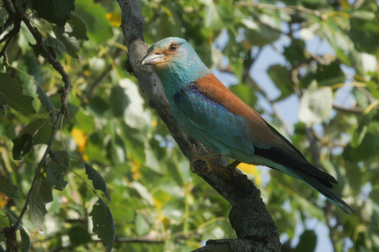 Uccelli e biodiversità, il ritorno (fragile) della Ghiandaia Marina