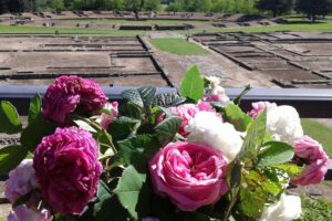 Rose e archeologia: risorse per la valle Scrivia