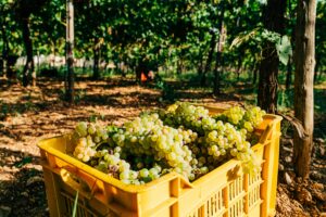 Vendemmia 2026, nell’Acquese si parte con dieci giorni d’anticipo