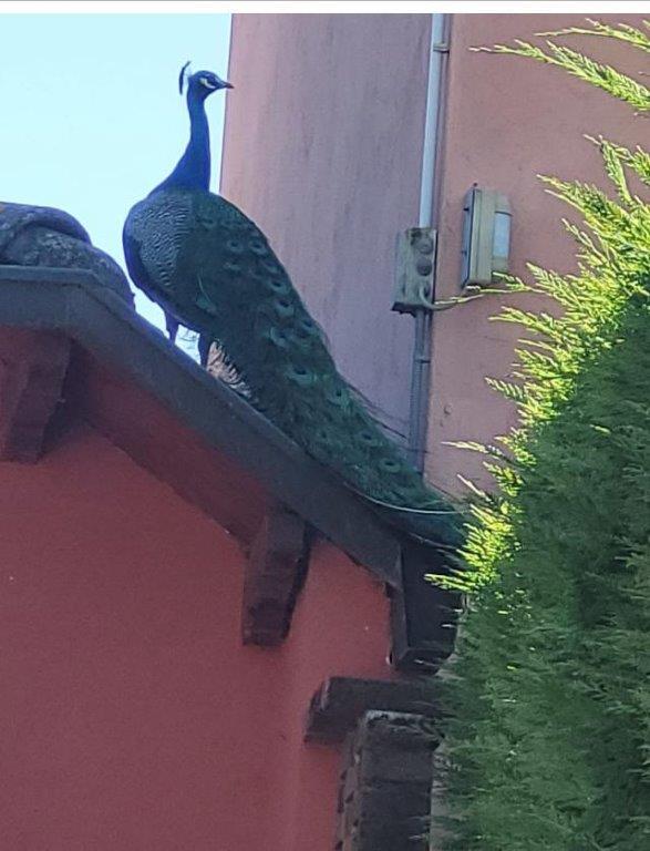 Predosa, le rondini e il nido in officina