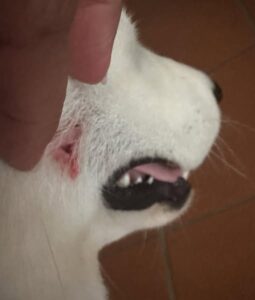 Novi Ligure: paura in viale Saffi, Husky aggredito da un cane di grossa taglia
