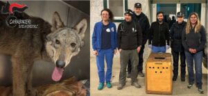 Novi Ligure: catturata giovane lupa