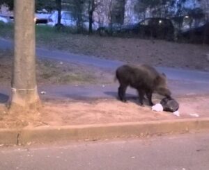 Novi Ligure, cinghiale nel quartiere G3: “Un mese senza interventi”
