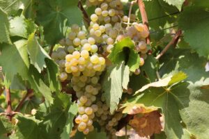 Gavi: “Dalla vigna allo sviluppo”, il convegno